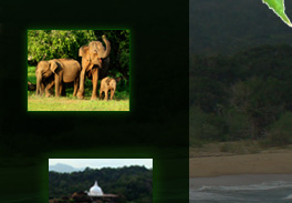 Yala Hotels