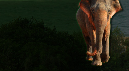 safarielephant